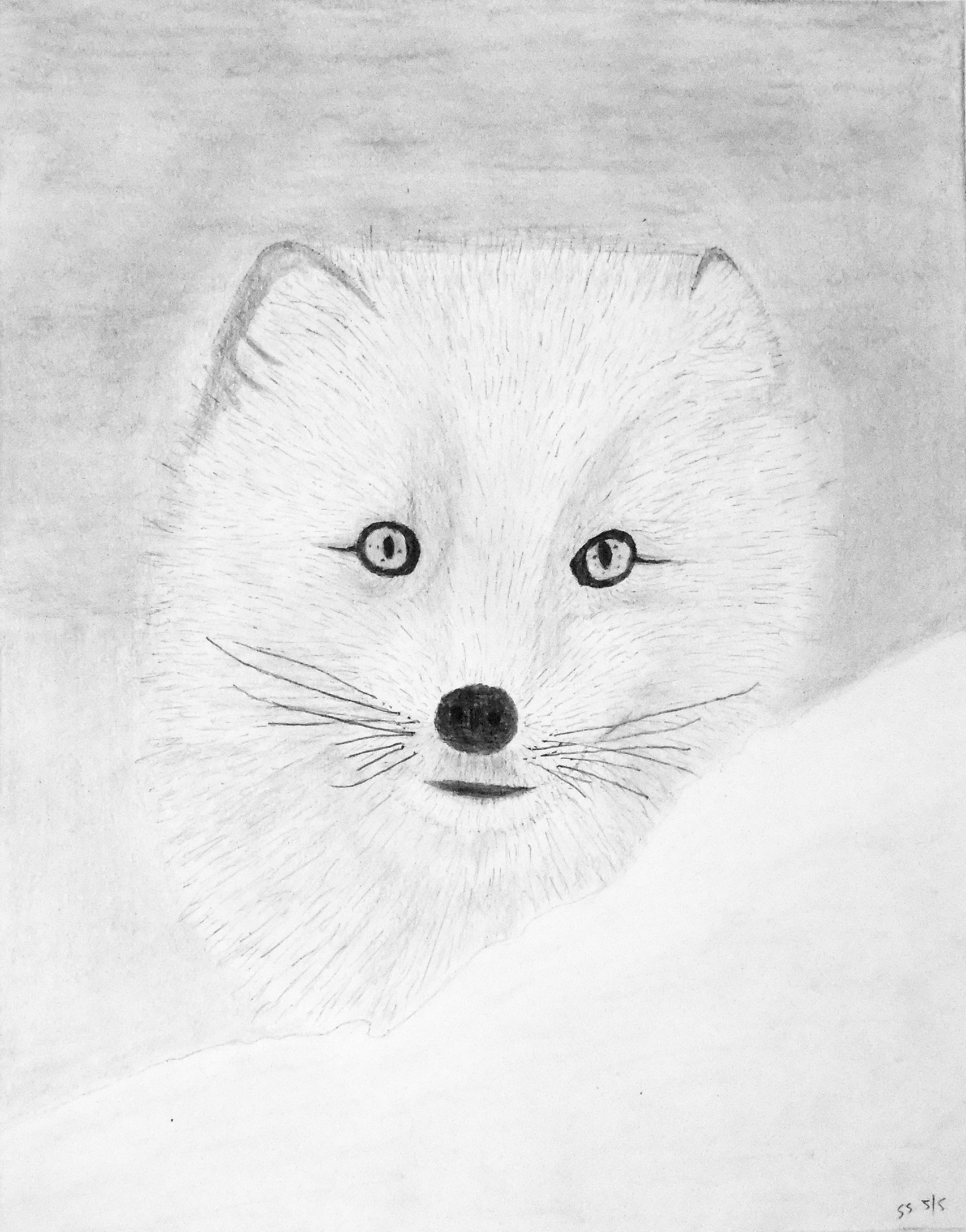 Arctic Fox