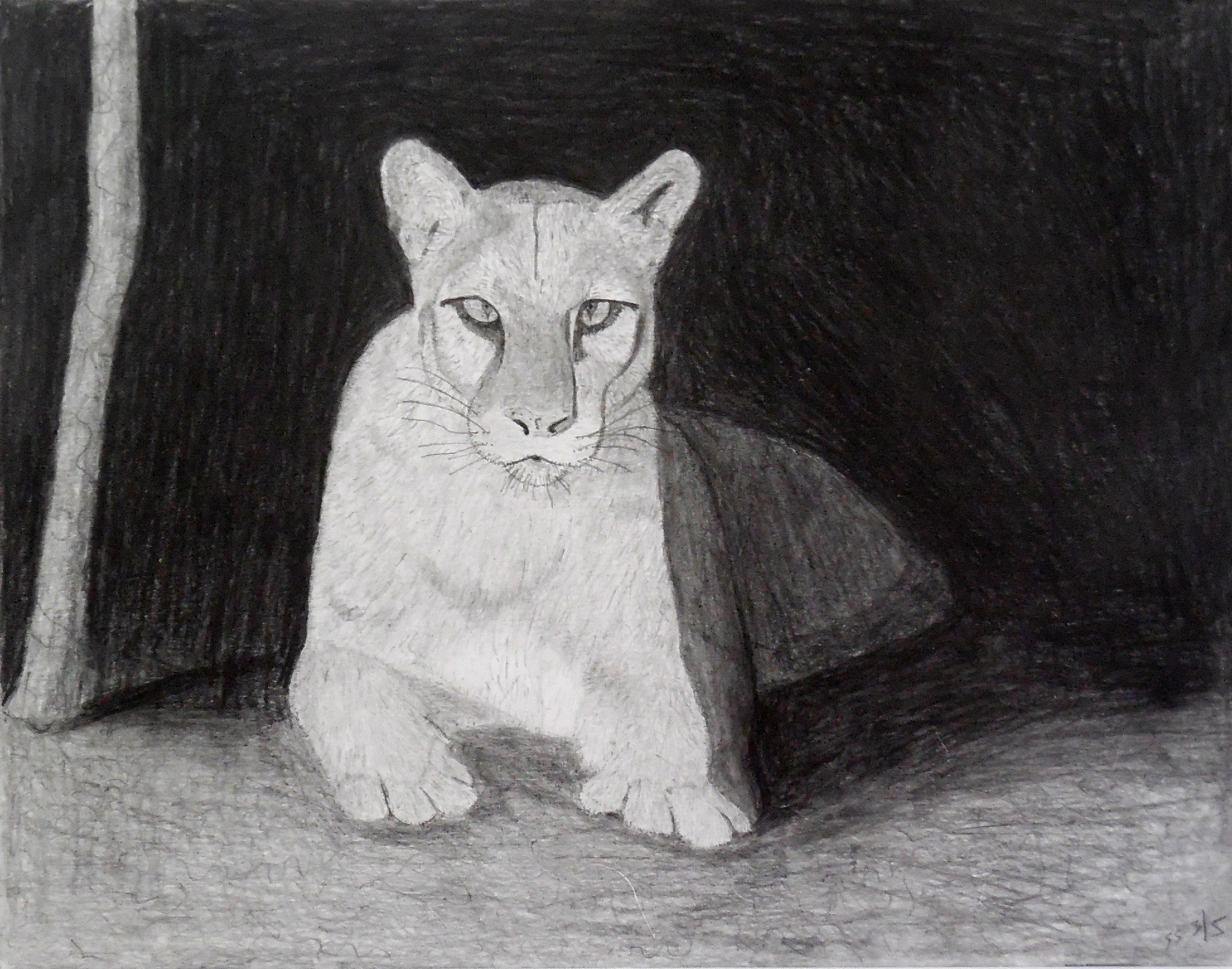 Lioness