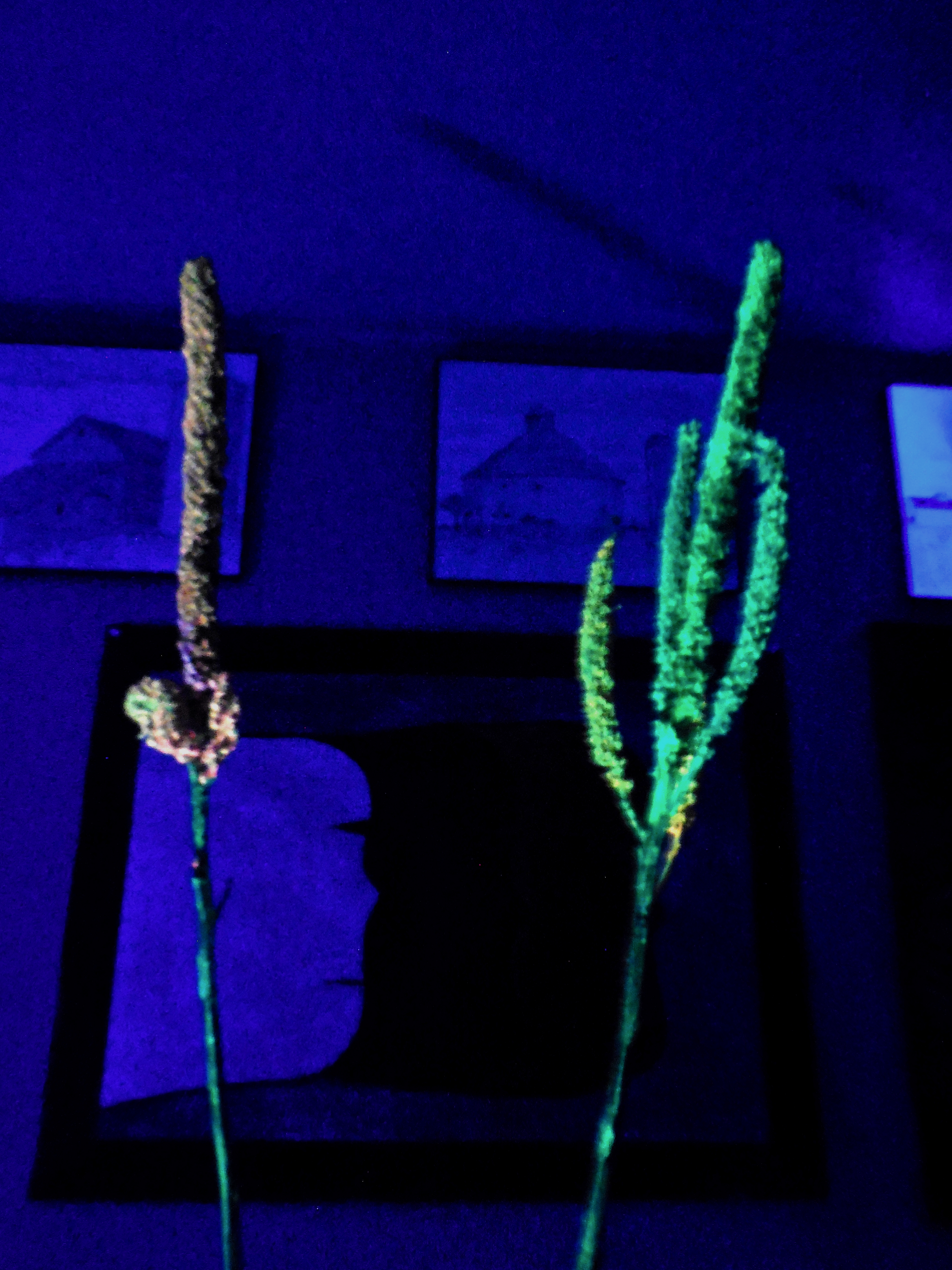 Art: Painted Miner's Candle Plant