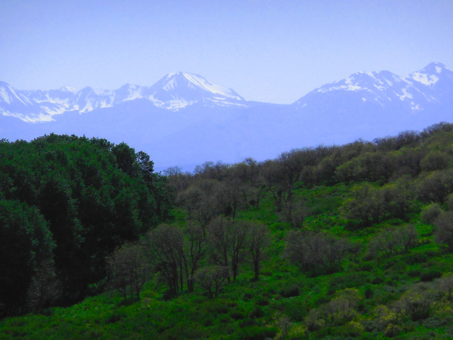 Wilson Peak from Divide Road