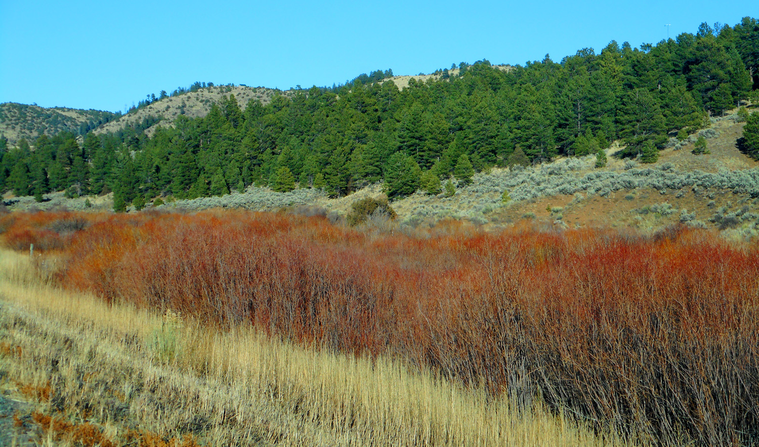 Burnt Orange Vegetation